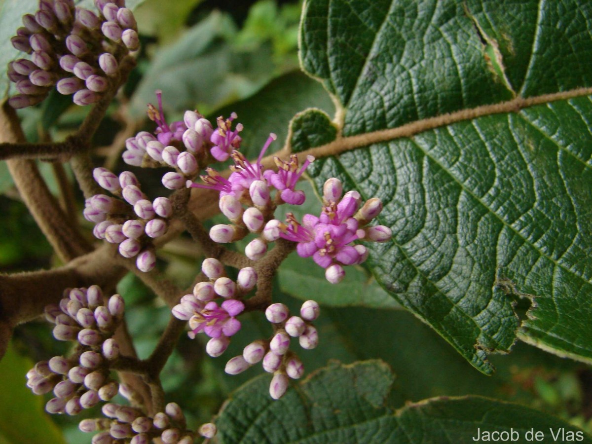 Callicarpa tomentosa (L.) L.